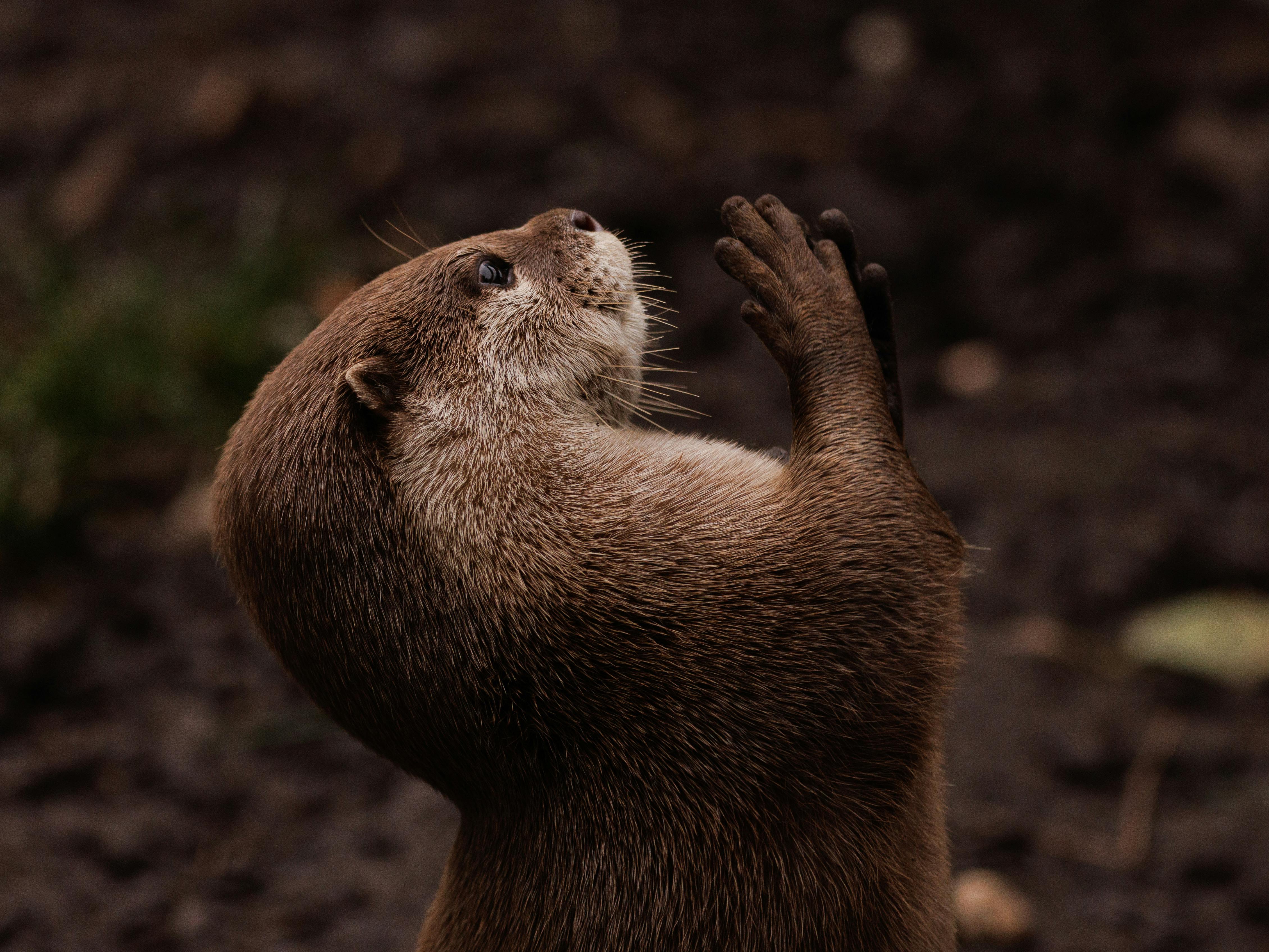 Otter with It's hands up